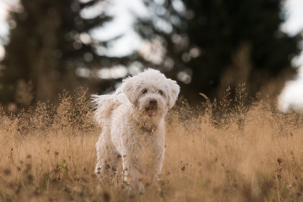 The Playful Personality of the Spanish Water Dog